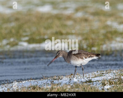 Uferschnepfe Limosa limosa Holkham Norfolk winter Stockfoto