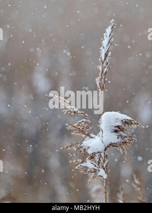 Phragmites Reed im Schnee North Norfolk Februar Stockfoto