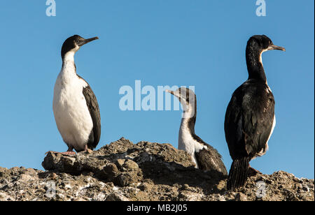 Imperial Kormoran (Phalacrocorax), atriceps Tuckers Inselchen, Whiteside Canal, PN Alberto De Agostini, Feuerland, Patagonien, Chile Stockfoto