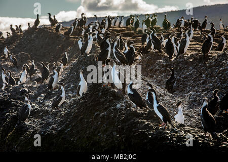 Imperial Kormoran (Phalacrocorax), atriceps Tuckers Inselchen, Whiteside Canal, PN Alberto De Agostini, Feuerland, Patagonien, Chile Stockfoto