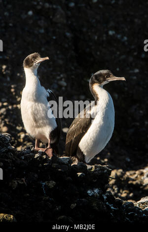 Imperial Kormoran (Phalacrocorax), atriceps Tuckers Inselchen, Whiteside Canal, PN Alberto De Agostini, Feuerland, Patagonien, Chile Stockfoto