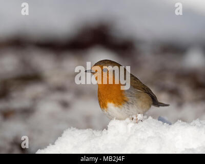 Robin Erithacus rubecula im verschneiten Garten Norfolk Februar Stockfoto