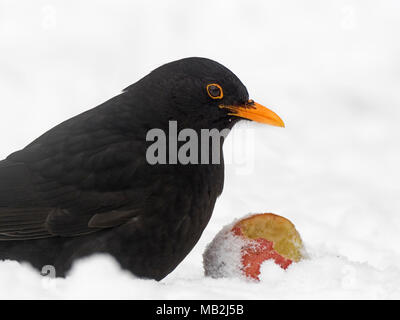 Amsel Turdus merula männlichen Fütterung auf Apple im Garten bei Frost mit Schnee auf dem Boden Norfolk Stockfoto