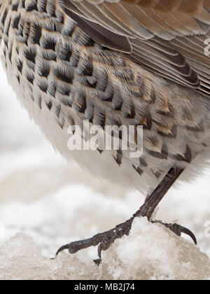 Nahaufnahme der Gefieder Detail der Wacholderdrossel Turdus pilaris im Garten bei Frost mit Schnee auf dem Boden Norfolk Februar Stockfoto