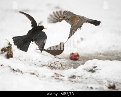 Wacholderdrossel Turdus pilaris kämpfen mit Amsel Turdus merula über Essen im Garten bei Frost mit Schnee auf dem Boden Norfolk Februar Stockfoto