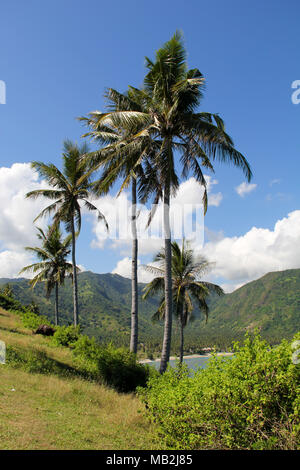 Eine Reihe von Kokospalmen in Lombok, Indonesien Stockfoto