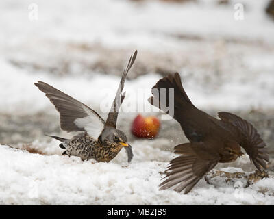 Wacholderdrossel Turdus pilaris kämpfen mit Amsel Turdus merula über Essen im Garten bei Frost mit Schnee auf dem Boden Norfolk Februar Stockfoto