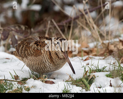 Eurasische Waldschnepfe Scolopax rusticola North Norfolk Februar Stockfoto