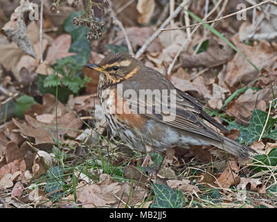 Rotdrossel Turdus Iliacus an Kante od woodland North Norfolk Februar Stockfoto