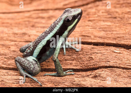 Pfeilgiftfrosch, Ameerega Bassleri zu gefallen. Giftige und tropischen Regenwald Tier aus dem Dschungel des Amazonas in Peru. Stockfoto