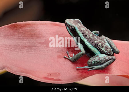 Pfeilgiftfrosch, Ameerega Bassleri zu gefallen. Giftige und tropischen Regenwald Tier aus dem Dschungel des Amazonas in Peru. Stockfoto