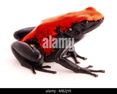 Anti-siphon Poison Dart Frog oder Adelphobates galactonotus Dendrobates ein giftiges Tier aus den tropischen Regenwald des Amazonas in Brasilien. Auf wh Isoliert Stockfoto