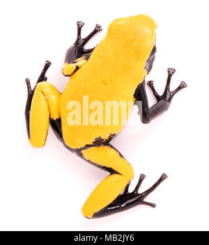 Adelphobates galactonotus, gelb Splash gesichert oder Anti-siphon poison dart Frog. Eine giftige Regenwald Tier aus dem Regenwald des Amazonas in Brasilien. Ich Stockfoto