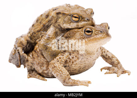 Passende Paar der gemeinsamen Toad, Bufo bufo. Paar Tier in amplexus auf einem weißen Hintergrund. Stockfoto