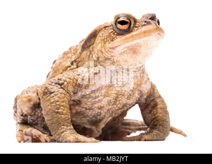 Common toad, Bufo bufo. Eine schöne aphibian. Tier isoliert auf weißem Hintergrund Stockfoto