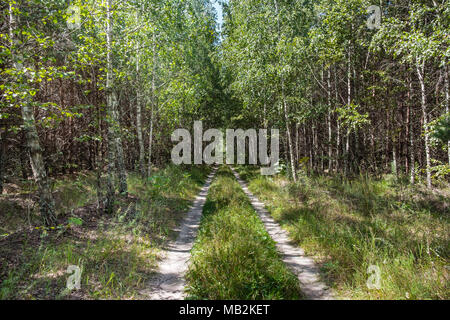 Wald Schmutz weg im Sommer sonnigen Tag. Die Sonnenstrahlen scheinen durch die Baumkronen auf grünem Gras und wilden Blumen. Europäische Mischwald Landschaft. Stockfoto