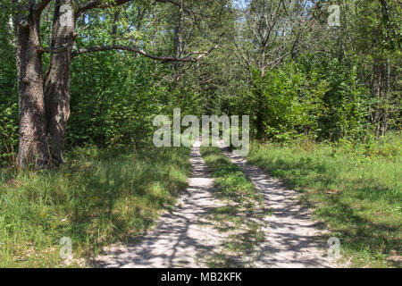 Wald Schmutz weg im Sommer sonnigen Tag. Die Sonnenstrahlen scheinen durch die Baumkronen auf grünem Gras und wilden Blumen. Europäische Mischwald Landschaft. Stockfoto