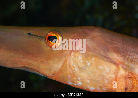 Atlantik Trompetenfisch (Aulostomus strigosus) Portrait in Mar de las Calmas Marine Reserve (El Hierro, Kanarische Inseln, Spanien) Stockfoto