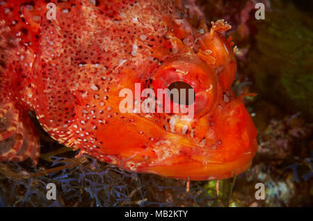 Madeira Drachenköpfe (Scorpaena maderensis) Portrait in Mar de las Calmas Marine Reserve (El Hierro, Kanarische Inseln, Spanien) Stockfoto