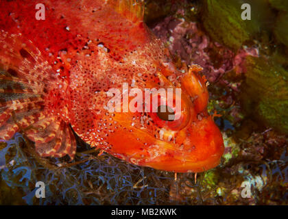 Madeira Drachenköpfe (Scorpaena maderensis) Portrait in Mar de las Calmas Marine Reserve (El Hierro, Kanarische Inseln, Spanien) Stockfoto