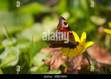 Schmetterling auf Blume Stockfoto