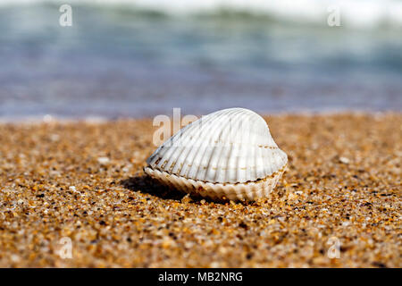 Muschel am Strand des Schwarzen Meeres in Bulgarien Stockfoto