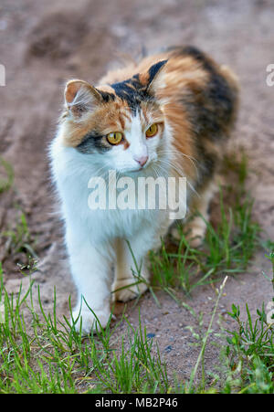 Klein und Niedlich bunten weiß, Ingwer und schwarze Katze mit einer leuchtend gelben Augen Wandern im Park Stockfoto