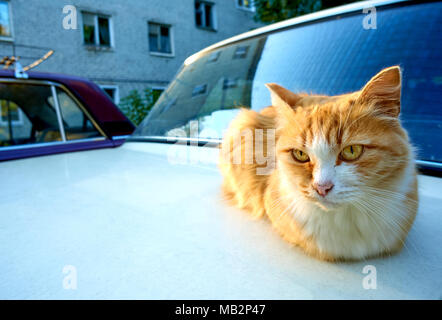 Nach ginger cat Mit einer leuchtend gelben Augen sitzen auf dem weißen Auto schauen direkt in die Kamera, kopieren Raum auf der linken Seite Stockfoto