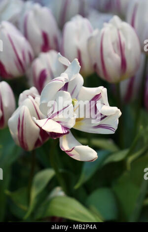 Die Tulpen blühen. Eine schöne Blume Hintergrund mit motley Tulpen vertikal. Makro. Tulipa. Familie Liliaceae. Stockfoto