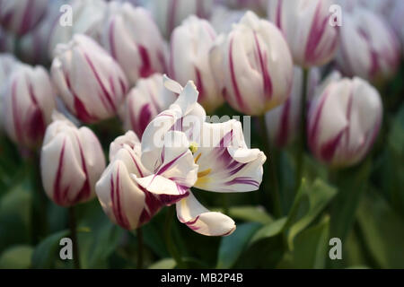 Fading Weiße Tulpen mit Crimson Anschläge auf grünem Hintergrund es horizontal ist. Familie Liliaceae. Tulipa. Stockfoto