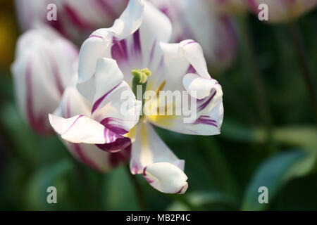 Weiße Tulpen mit Crimson Anschläge die Nahaufnahme Fading horizontal. Makro. Familie Liliaceae. Tulipa. Stockfoto