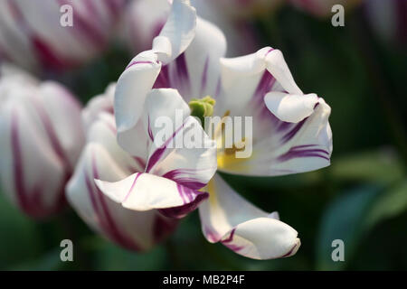 Weiße Tulpen mit Crimson Anschläge die Nahaufnahme Fading horizontal. Makro. Familie Liliaceae. Tulipa. Stockfoto