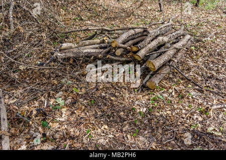 Stapel Holz geschnitten und in den Wald gespeichert. Stockfoto