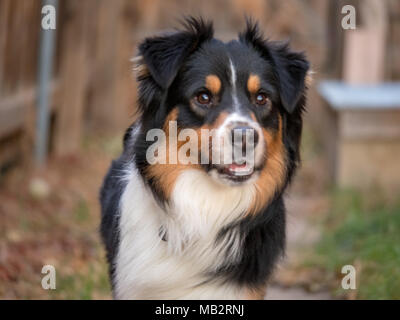 Australian Shepherd in Richtung Kamera Stockfoto
