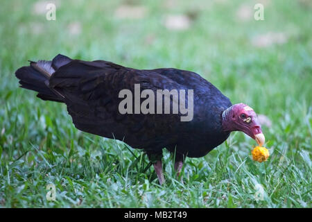 Truthahngeier (Cathartes aura), der eine Palme in Costa Rica isst Stockfoto