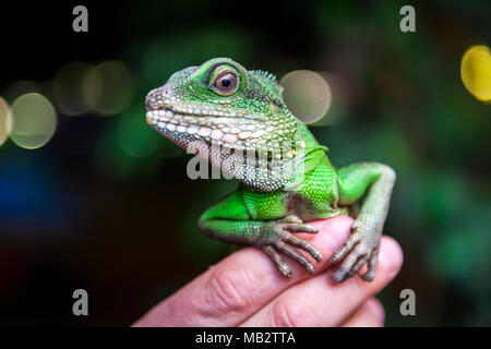 Nahaufnahme eines grünen schöne Echse oder Lacertilia mit großen schwarzen Augen sitzen auf einem Finger Stockfoto