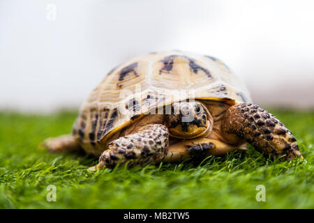 Nahaufnahme einer Zimt Schildkröte oder Testudines kriechen entlang einer künstlichen grünen Gras in einem Zimmer Stockfoto