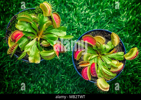 Nahaufnahme einer jungen helle grüne Dionaea muscipula in einem Topf auf einem grünen Kunstrasen, Ansicht von oben Stockfoto