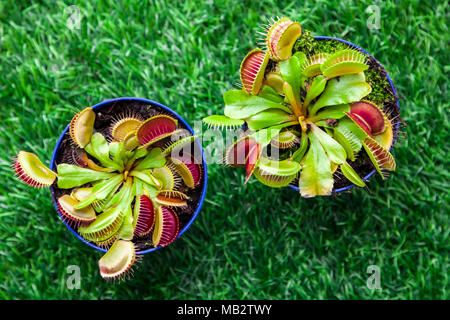 Nahaufnahme einer jungen helle grüne Dionaea muscipula in einem Topf auf einem grünen Kunstrasen, Ansicht von oben Stockfoto