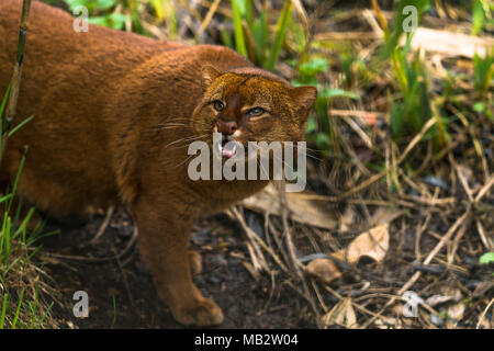 Jaguarundi (Puma yagouaroundi) oder eyra ist eine kleine wilde Katze native zum südlichen Nordamerika und Südamerika. Stockfoto