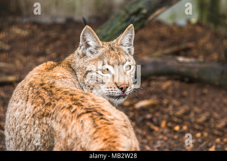 Lynx, ein kurzer Schwanz Wild Cat mit charakteristischen Büschel von schwarzen Haare auf den Spitzen der Ohren Stockfoto