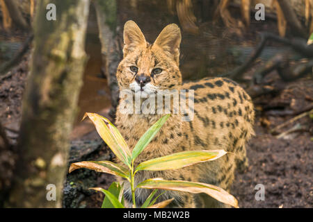 Serval (Leptailurus serval), eine wilde Katze in Afrika Stockfoto