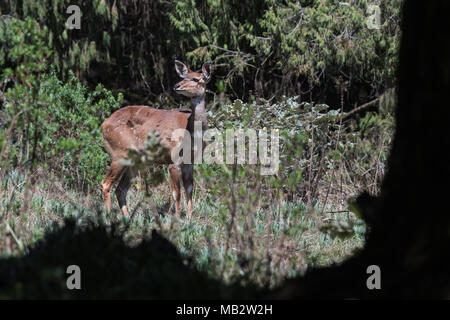 Weibliche Mountain Nyala (Tragelaphus buxtoni), Dinsho Wald, Äthiopien Stockfoto