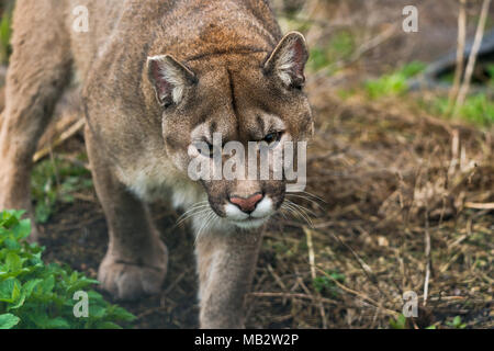 Puma (Puma concolor), eine große Katze vor allem in den Bergen vom südlichen Kanada gefunden an die Spitze von Südamerika. Auch als Cougar, Mountain Lion bekannt, Stockfoto