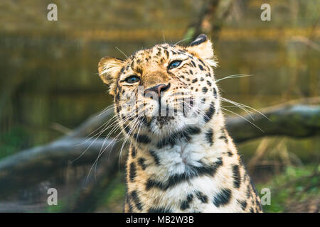 Amur Leopard (Panthera pardus orientalis), ein Leopard Unterart der Primorye Region südöstliches Russland und die Provinz Jilin Der northea Stockfoto