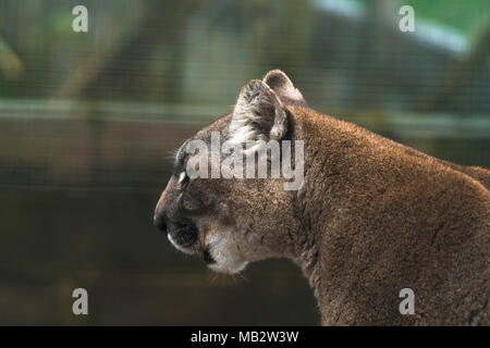 Puma (Puma concolor), eine große Katze vor allem in den Bergen vom südlichen Kanada gefunden an die Spitze von Südamerika. Auch als Cougar, Mountain Lion bekannt, Stockfoto