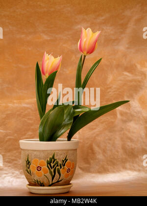 Elegante Tulpen auf dekoriert Pot Stockfoto