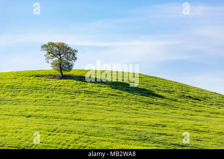 Einsamer Baum auf dem Hügel in der Landschaft Stockfoto