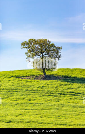 Einsamer Baum auf einer grünen Wiese Stockfoto
