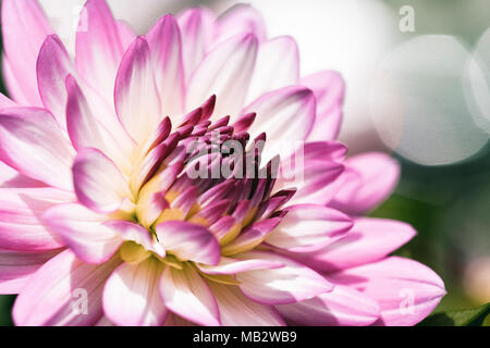 Rosa und Lila Dahlie Blume Nahaufnahme Stockfoto